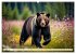 Große und kleine Bären (Wandkalender... - Bild 14