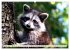 Große und kleine Bären (Wandkalender... - Bild 8