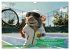 Der tierisch lustige Tennis-Kalender... - Bild 10
