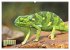 Chamäleon: Die farbenfrohe Welt der... - Bild 11