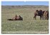 Nord-Gobi (Wandkalender 2026 DIN A2... - Bild 4