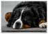 Berner Sennenhunde - Faszinierende... - Bild 13