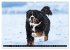 Berner Sennenhunde - Faszinierende... - Bild 14