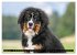 Berner Sennenhunde - Faszinierende... - Bild 7