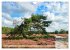 Lüneburger Südheide (Wandkalender... - Bild 11