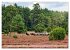 Lüneburger Südheide (Wandkalender... - Bild 12