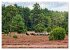 Lüneburger Südheide (Tischkalender... - Bild 12