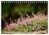 Lüneburger Südheide (Tischkalender... - Bild 10