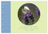 Flora in royalem Blau (Wandkalender... - Bild 15