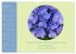 Flora in royalem Blau (Wandkalender... - Bild 3