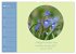 Flora in royalem Blau (Wandkalender... - Bild 9