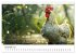 Hühner Federvieh (Wandkalender 2026... - Bild 4