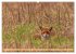 Impressionen aus Mecklenburg -... - Bild 9