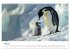 Maritim pur - Pinguine (Tischkalender... - Bild 11