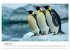 Maritim pur - Pinguine (Tischkalender... - Bild 14