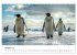 Maritim pur - Pinguine (Tischkalender... - Bild 3