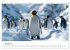 Maritim pur - Pinguine (Tischkalender... - Bild 7