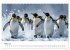 Maritim pur - Pinguine (Tischkalender... - Bild 9