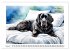 Hundeträume (Wandkalender 2026 DIN A2... - Bild 12