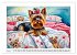 Hundeträume (Wandkalender 2026 DIN A2... - Bild 13