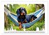 Hundeträume (Wandkalender 2026 DIN A2... - Bild 15