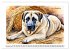 Hundeträume (Wandkalender 2026 DIN A2... - Bild 4