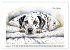 Hundeträume (Wandkalender 2026 DIN A2... - Bild 7
