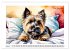 Hundeträume (Wandkalender 2026 DIN A2... - Bild 10