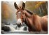 Eselträume (Wandkalender 2026 DIN A4... - Bild 3