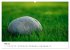 Minimalistische Naturmomente - Ruhe und... - Bild 11