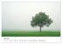 Minimalistische Naturmomente - Ruhe und... - Bild 10