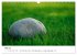 Minimalistische Naturmomente - Ruhe und... - Bild 11
