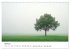 Minimalistische Naturmomente - Ruhe und... - Bild 10