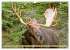 Elche: Nordische Riesen (Wandkalender... - Bild 7
