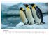 Maritim pur - Pinguine (Wandkalender... - Bild 14