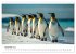 Maritim pur - Pinguine (Wandkalender... - Bild 5