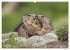 Tiere der Alpen - Murmeltier-Kinder... - Bild 3
