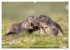 Tiere der Alpen - Murmeltier-Kinder... - Bild 10