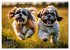 Shih Tzu - der wuschelige Hund aus... - Bild 11