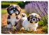 Shih Tzu - der wuschelige Hund aus... - Bild 12