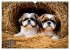 Shih Tzu - der wuschelige Hund aus... - Bild 13
