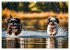 Shih Tzu - der wuschelige Hund aus... - Bild 14