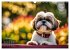 Shih Tzu - der wuschelige Hund aus... - Bild 3