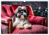 Shih Tzu - der wuschelige Hund aus... - Bild 7