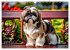Shih Tzu - der wuschelige Hund aus... - Bild 8