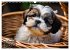Shih Tzu - der wuschelige Hund aus... - Bild 9