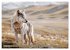 Die wilden Hunde (hochwertiger Premium... - Bild 2
