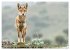 Die wilden Hunde (hochwertiger Premium... - Bild 4