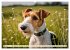 Drahthaar-Foxterrier (Wandkalender 2026... - Bild 11