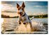 Drahthaar-Foxterrier (Wandkalender 2026... - Bild 13